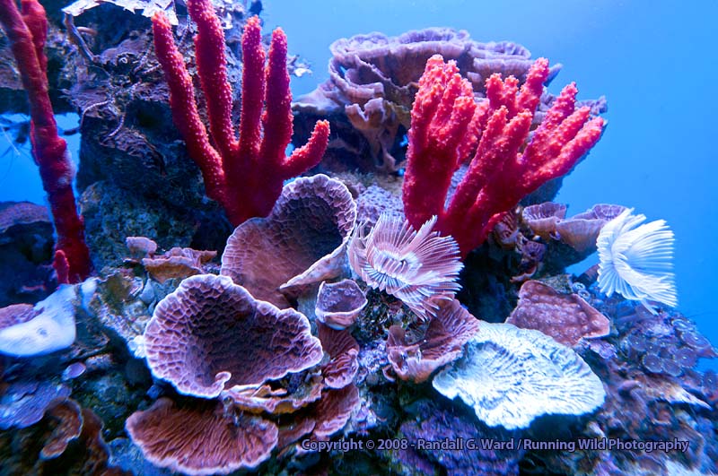 Coral reef - Maui Ocean Center Aquarium, Maui, HI